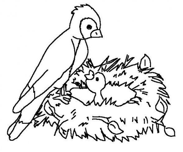 baby birds in a nest coloring pages - photo #42